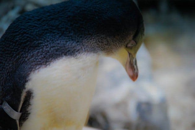 Yellow eyed penguin New Zealand