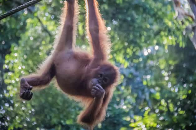Sepilok Orangutan Rehabilitation Center Sabah Borneo