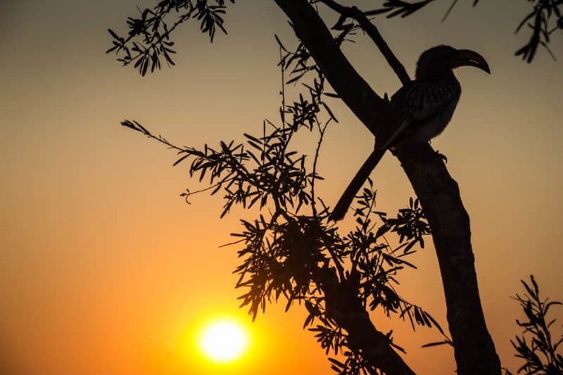Hornbill Sunrise Botswana Visit Africa