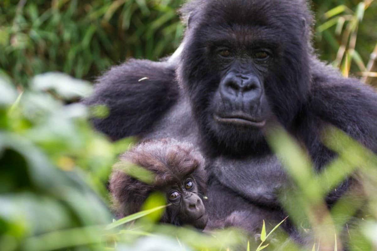 Gorillas in Rwanda