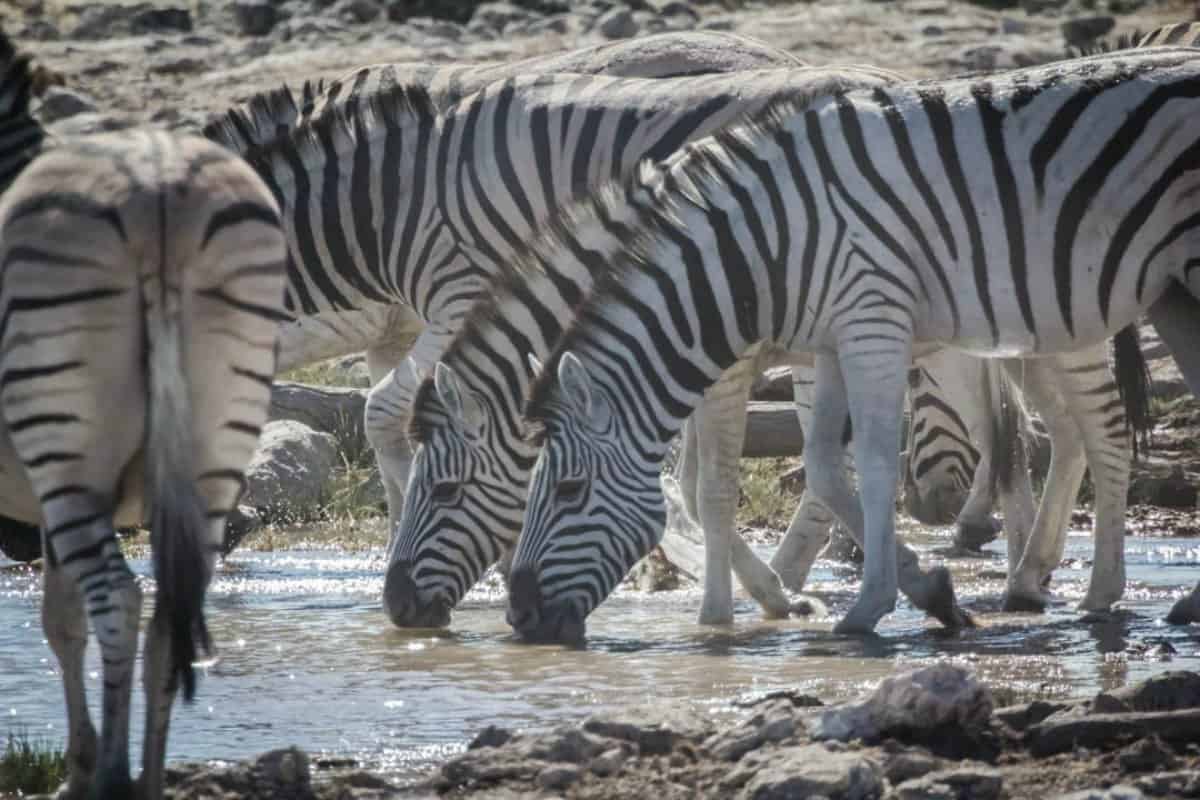 Zebras in Etosha National Park in Namibia