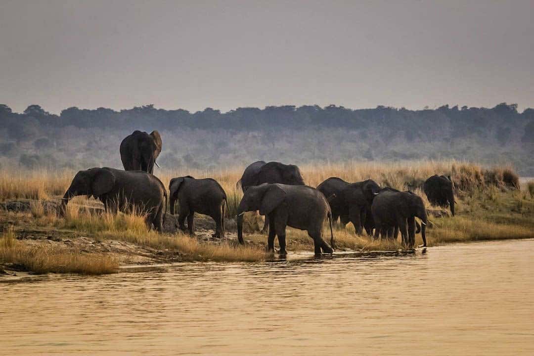 Guide to going on Safari in Chobe National Park 1