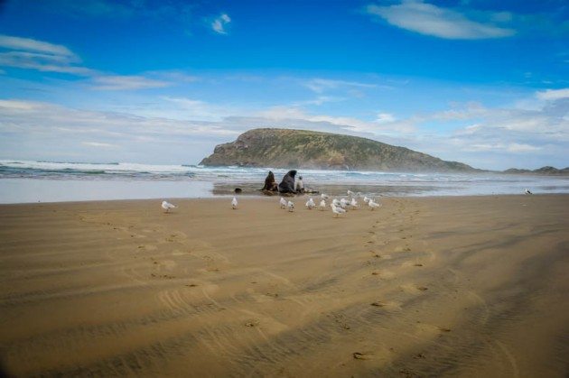 Cannibal Bay Sea Lions the Caitlins New Zealand