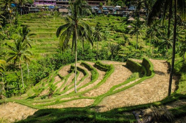 Tegalalong Rice Terraces Ubud Bali