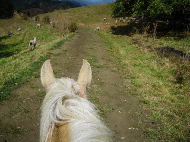 River Valley Stables Horse Trekking