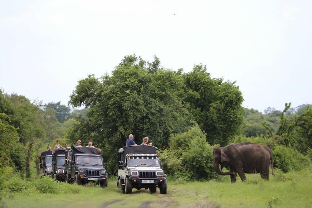 Safari Guide to Kaudulla National Park