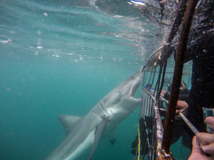 Great White Shark Cage Diving South Africa