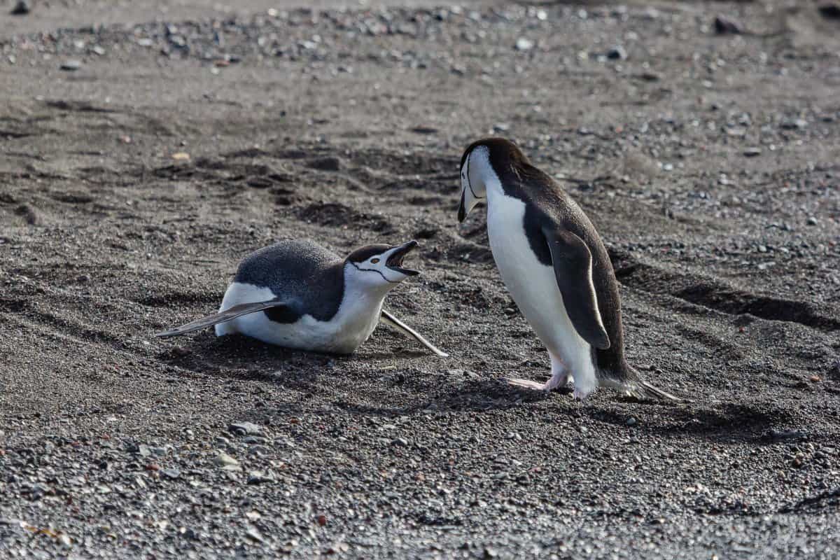 Chinstrap Penguins - Antarctica - Lina Stock