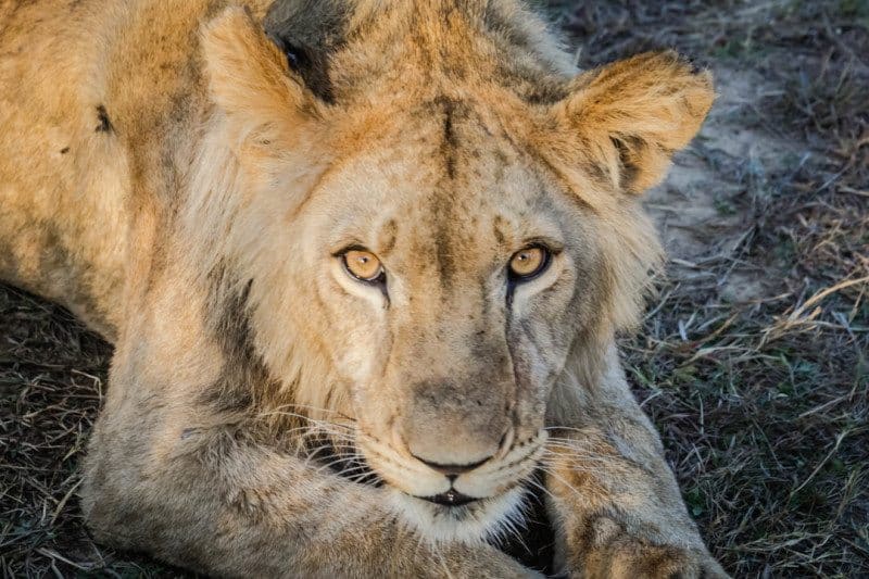 African Lion Zimbabwe ALERT
