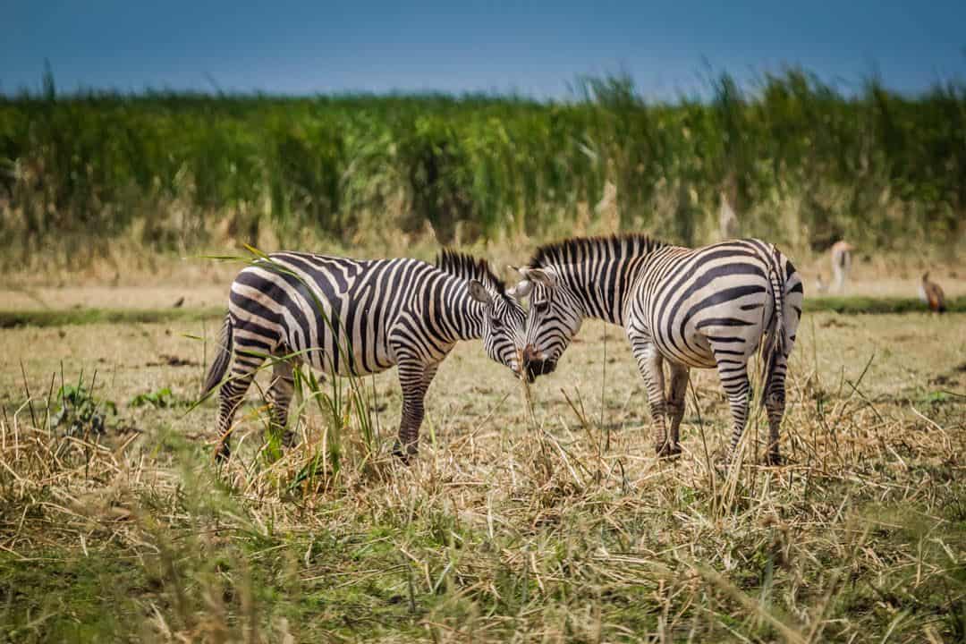 Visit Tanzania - Zebras - Lina Stock