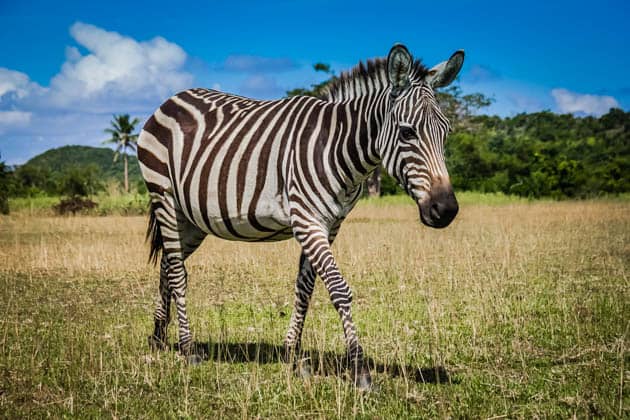 Caluit Island Safari Park Palawan Philippines