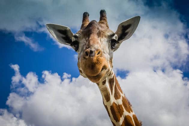 Caluit Island Safari Park Palawan Philippines Giraffe