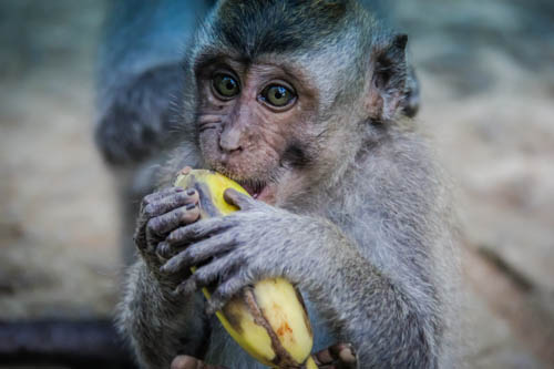 Sacred Monkey Forest Temple Ubud Bali