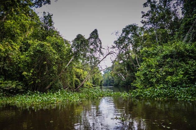 Rainforest Sukau Kinabatangan River Borneo
