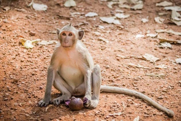 Macaque Siem Reap Cambodia Photos