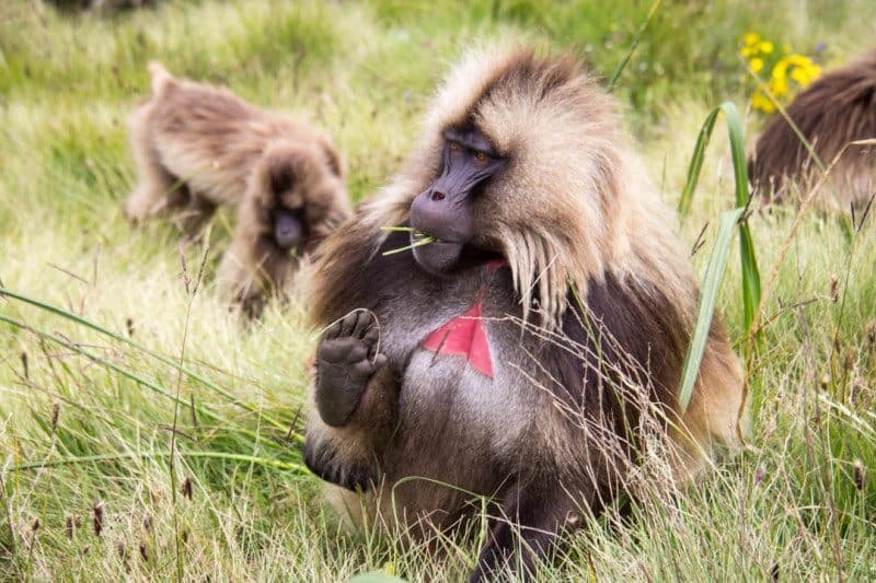 Gelada Baboon Simien Mountains Ethiopia