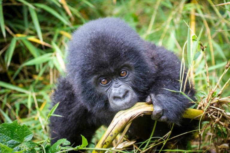Baby Gorilla Rwanda Visit Africa