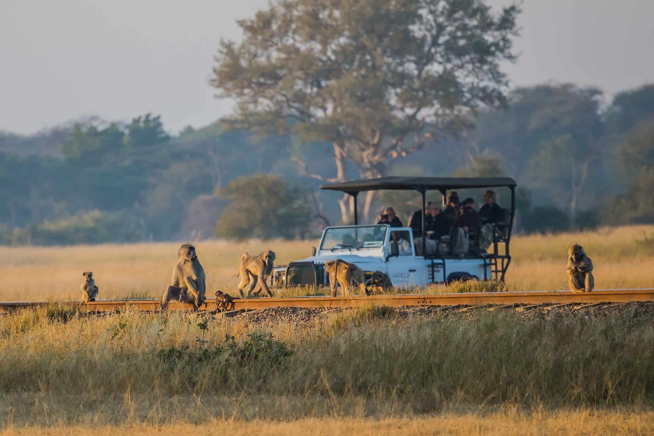 Zimbabwe Safari - Imvelo Safari Lodges - Lina Stock