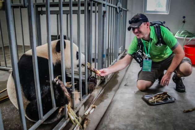 Giant Panda Volunteer Program China