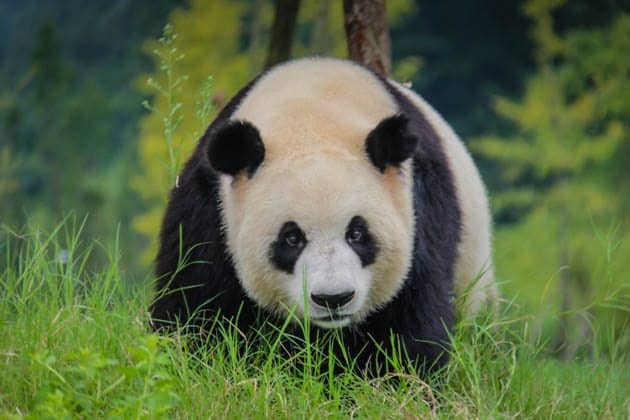 Giant Panda Chengdu China 8 Wonders of the World