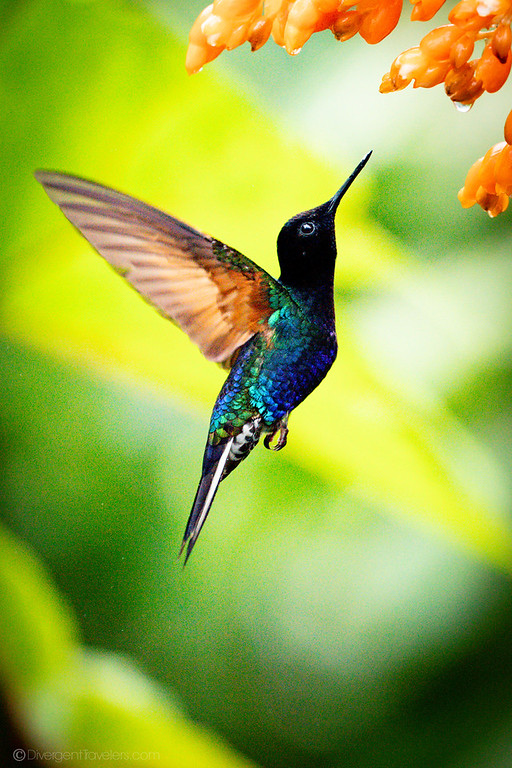 Hummingbird at Mashpi Lodge, Ecuador