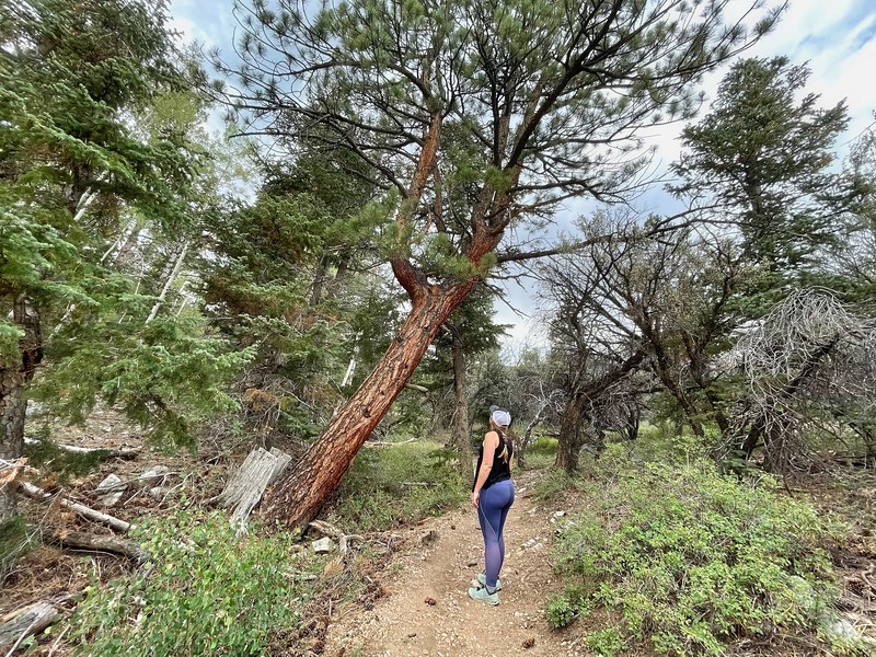 Lina Stock looking at a Bristlecone Pine Tree in Great Basin National Park