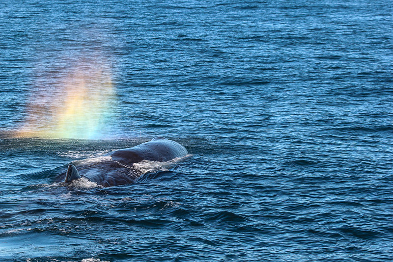 things to do in New Zealand - Whale Watching