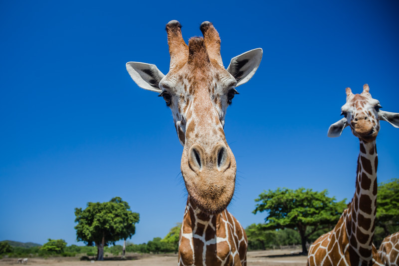 Calauit Safari Park Philippines