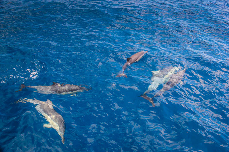things to do in New Zealand - dolphin watching in Tauranga