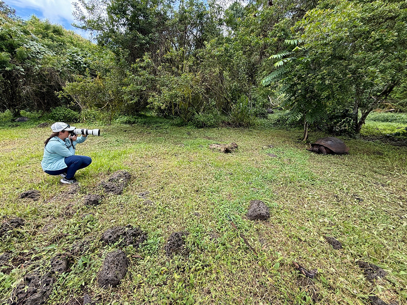 Lina Stock photographing Giant Tortoise in Galapagos Islands, Ecuador