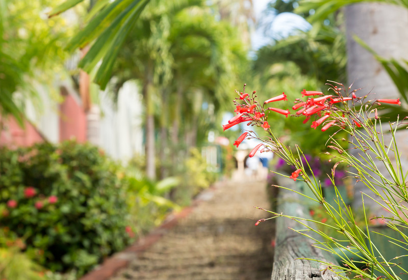 Ninety nine steps framed by red flower blossom