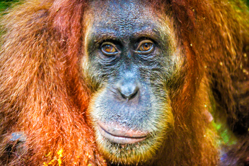 Must visit places in Indonesia Bukit Lawang