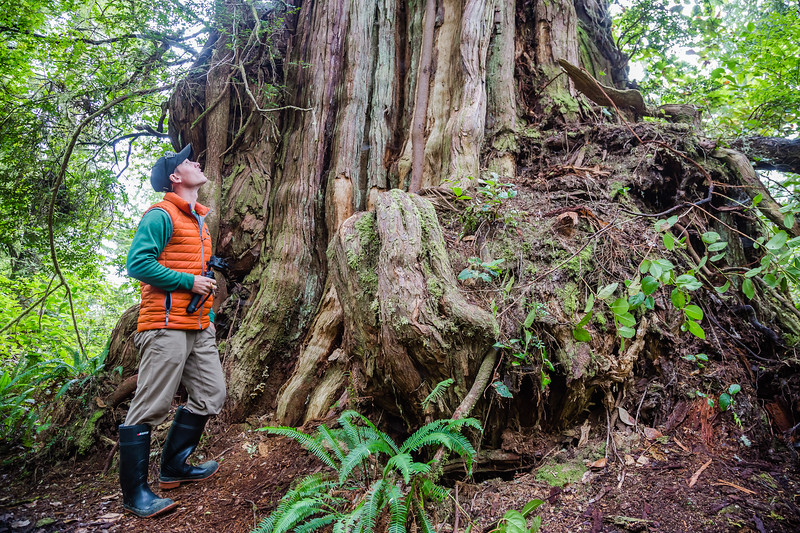 David Stock Jr of 8 Wonders of the World Adventure Travel Blog standing next to a tall redwood tree.
