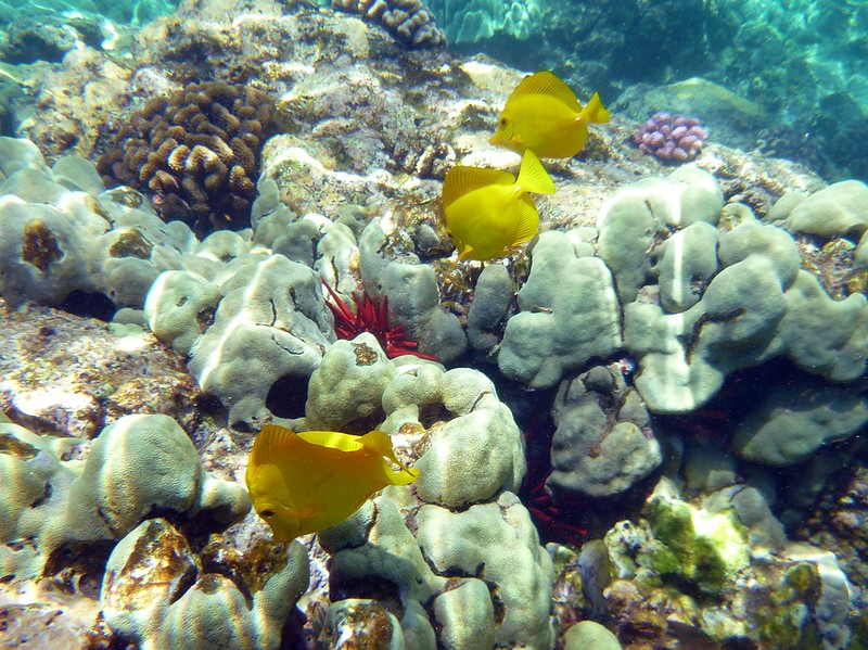 Scuba diving in Maui