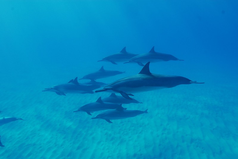 Dolphins in Maui