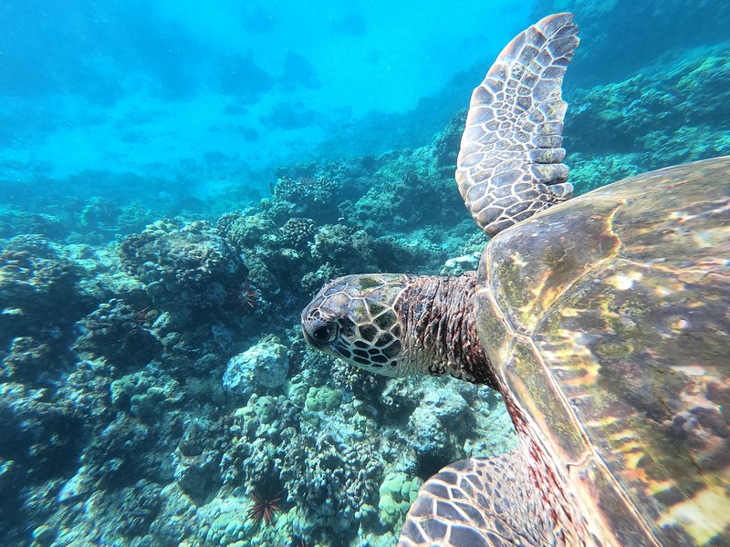 Sea Turtle, Maui