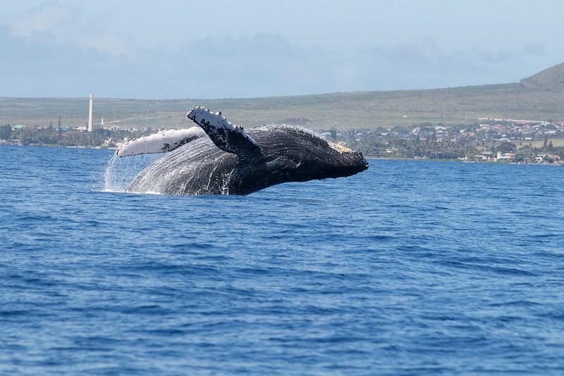 Whale Watching Maui