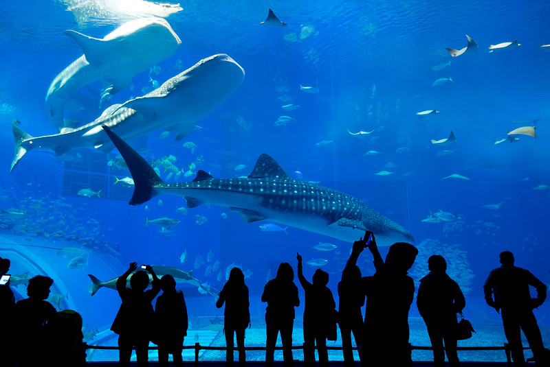 Maui Ocean Center, named a "Top 10 Aquariums in the World” by TripAdvisor’s Travelers’ Choice.