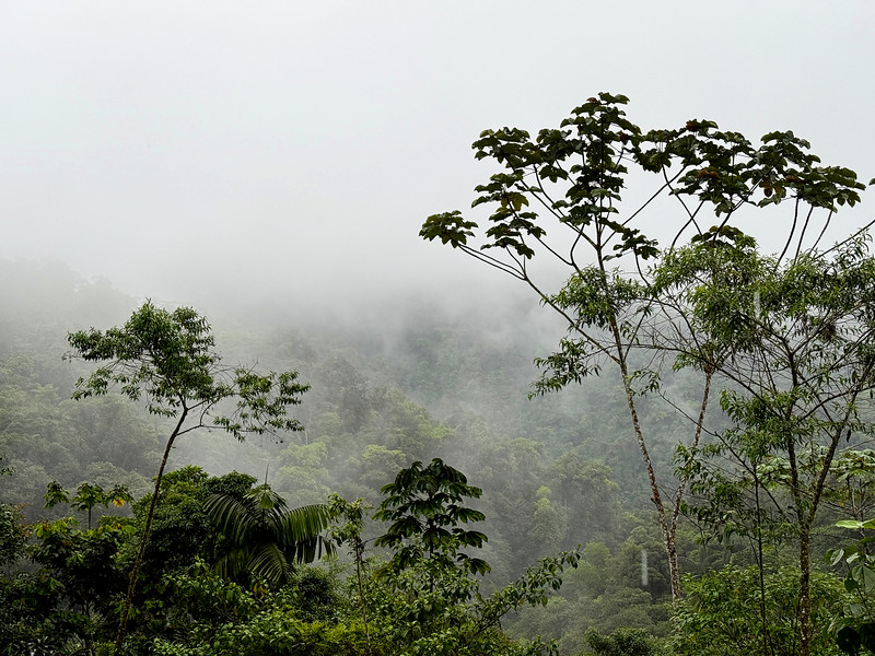 Fog over the cloud forest at Mashpi Lodge, Ecuador