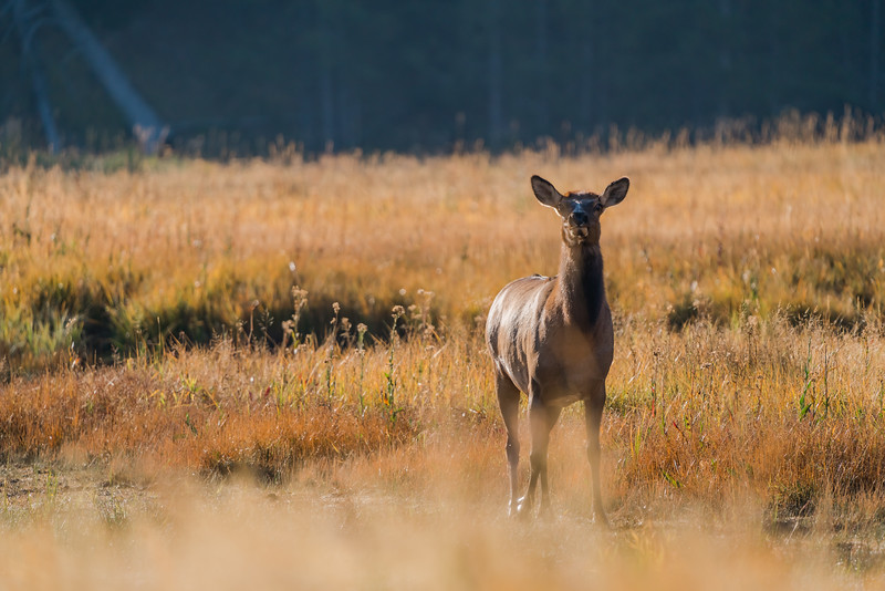 Female Elk in Grand Teton National Park