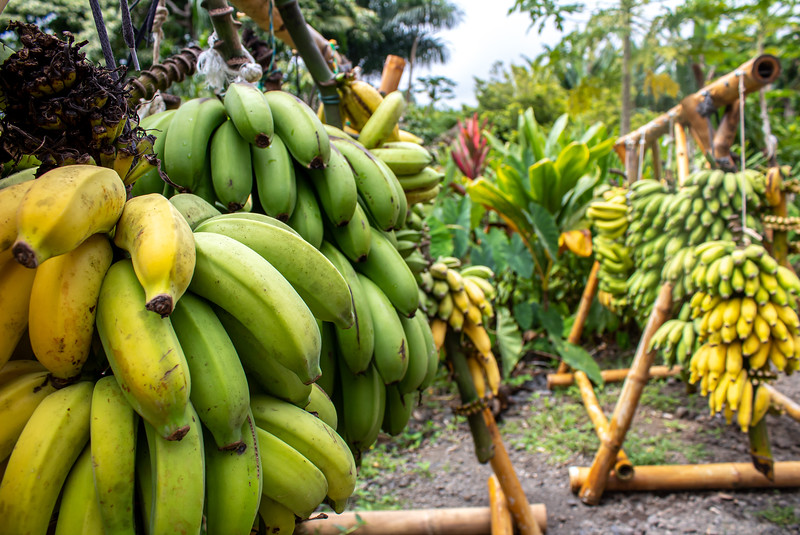 Tropical & Exotic Fruits from Maui, Hawaii