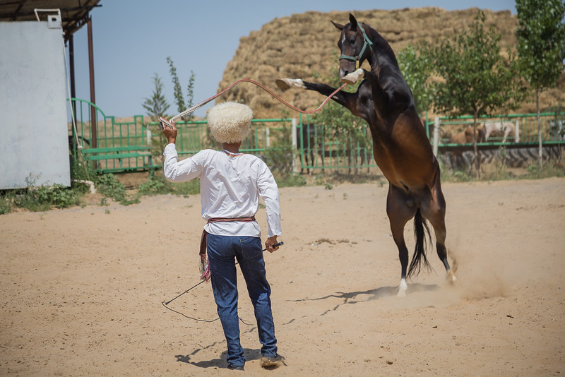 Akhal Teke Stud Farm - Turkmenistan