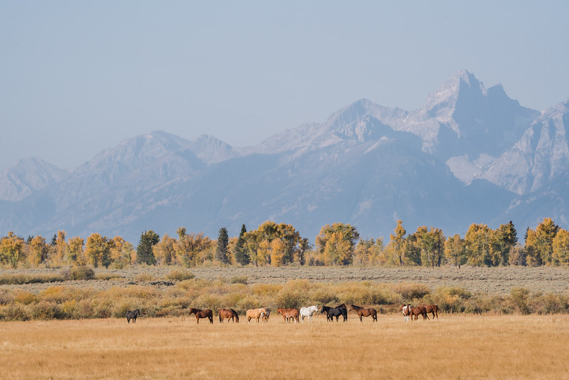 Horses and Grand Teton Mountains