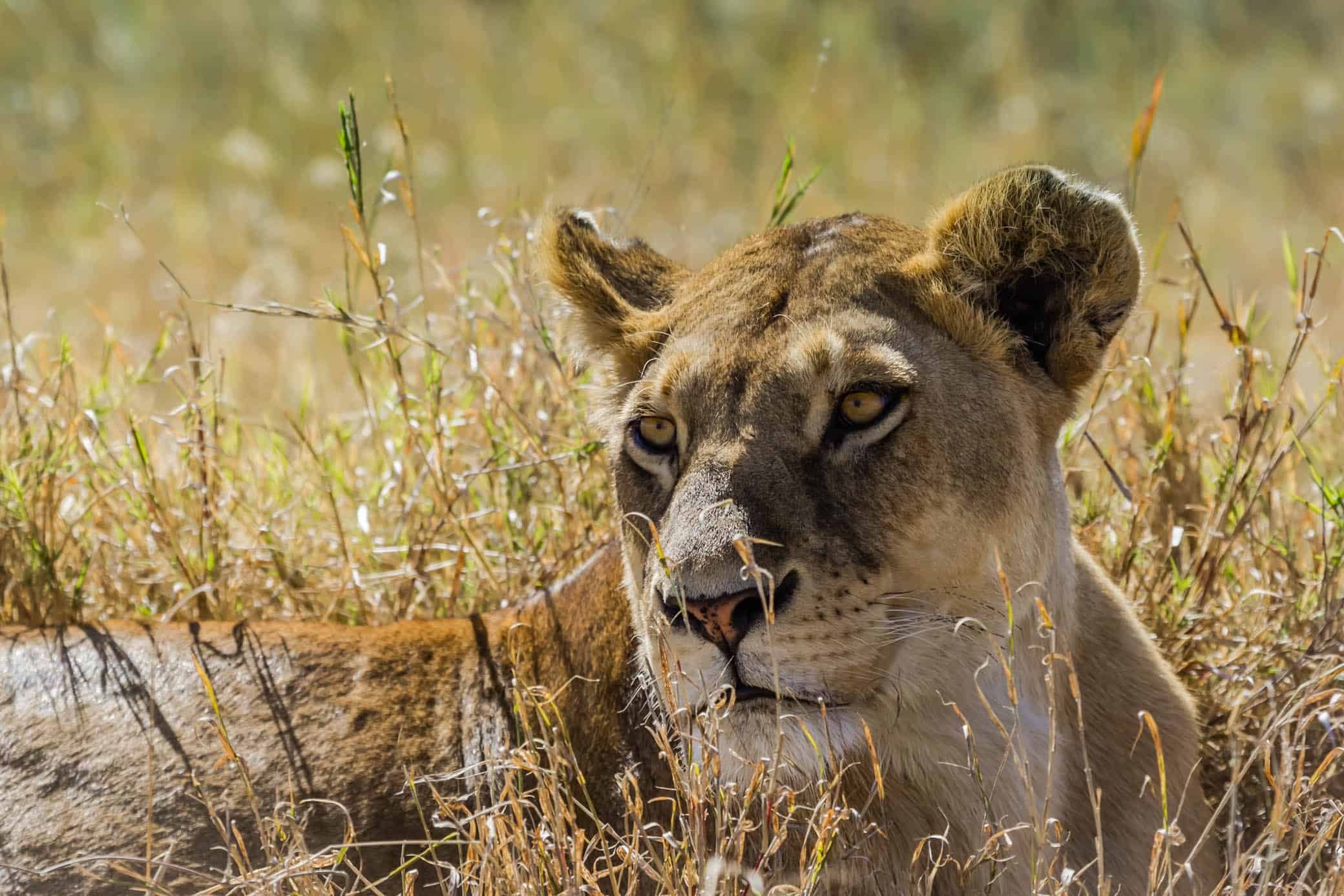 Serengeti safari -Lion